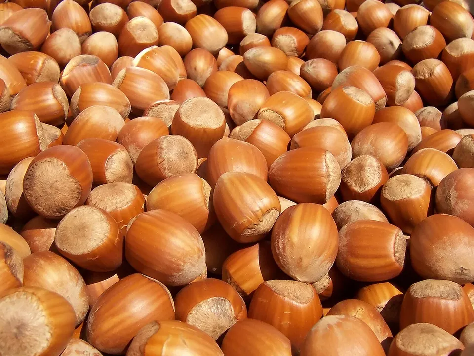 fındık