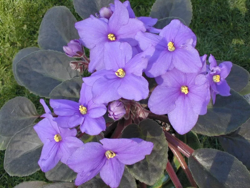 Veilchen