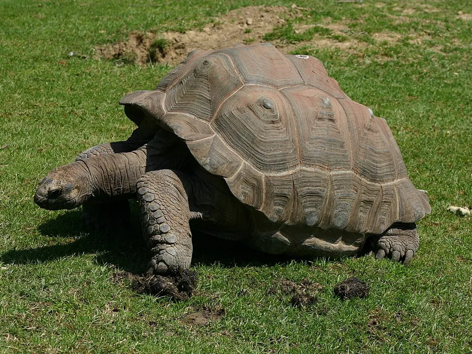 Schildkröte