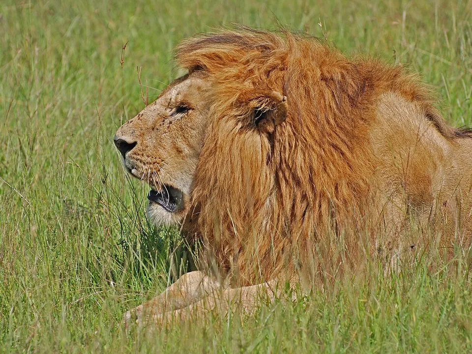 Löwe