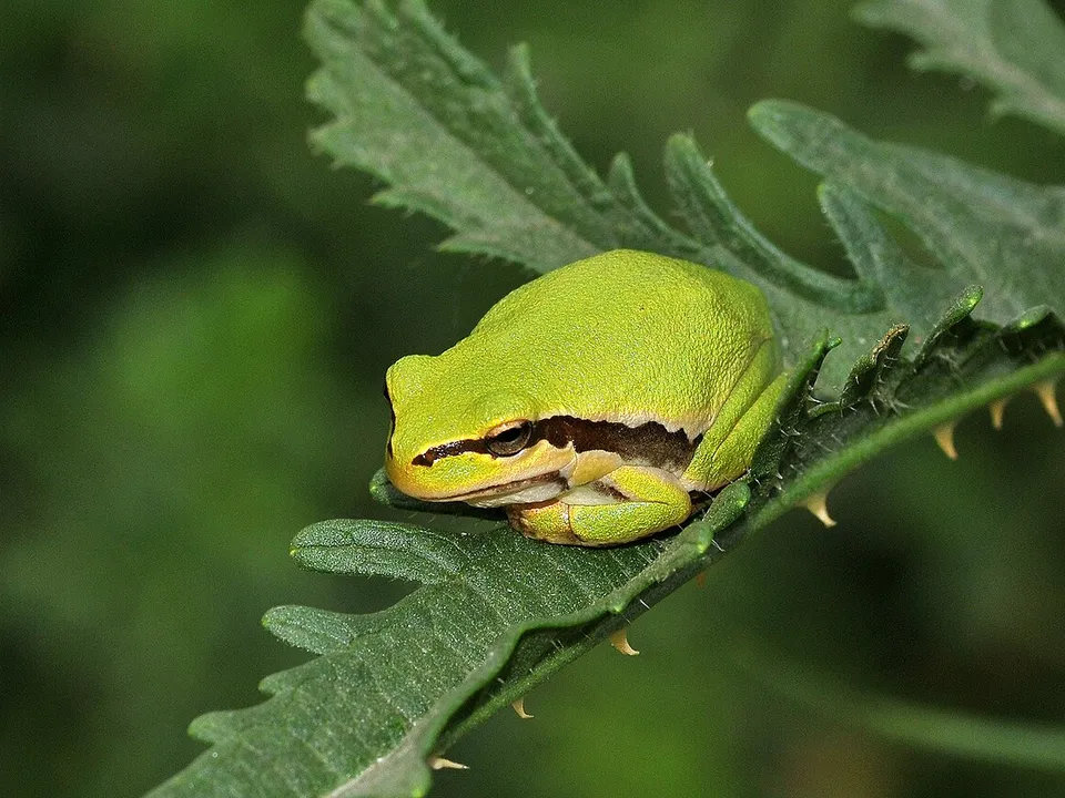 Frosch