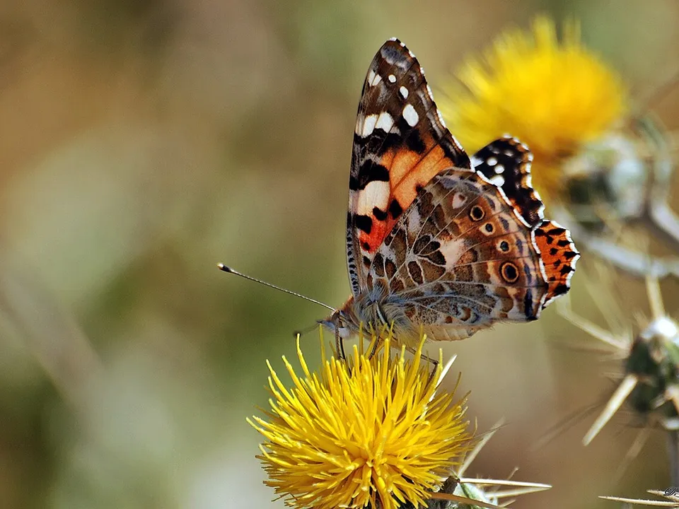 Schmetterling