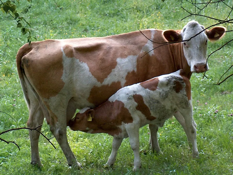 Kalb