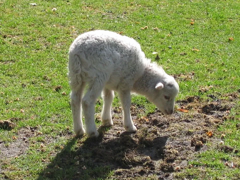 Lamm