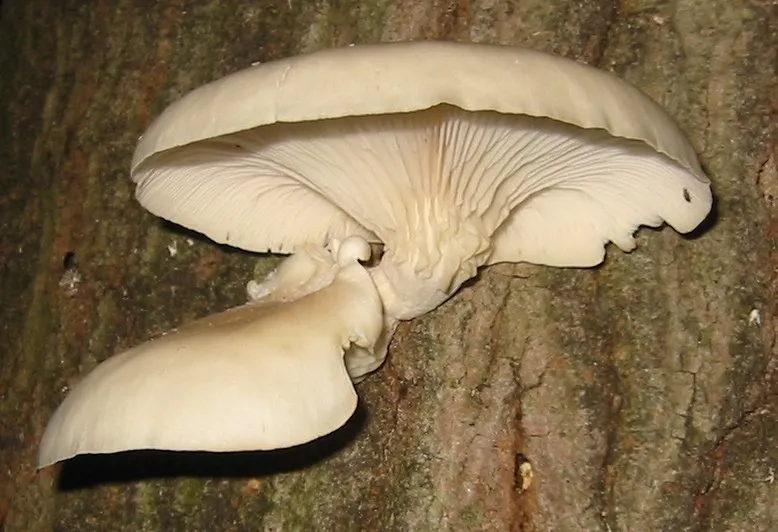 Pilz