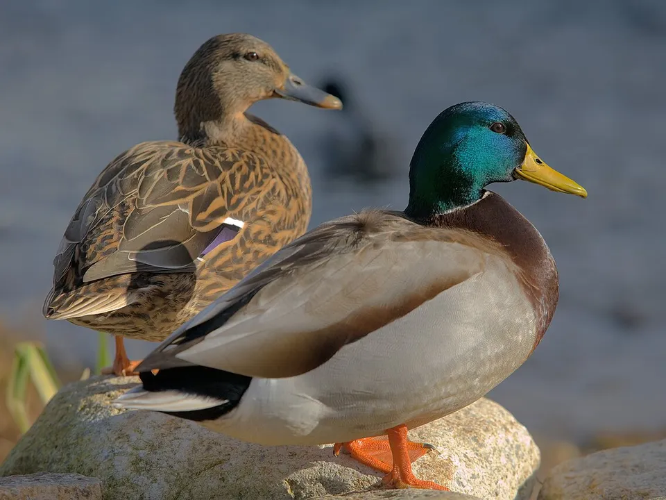 Ente