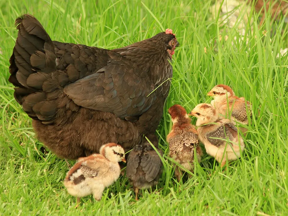 Huhn