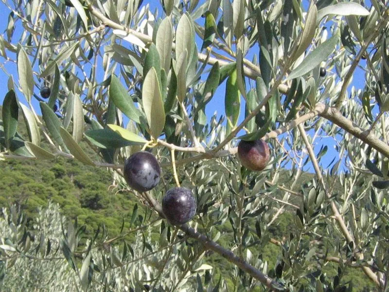 Olive