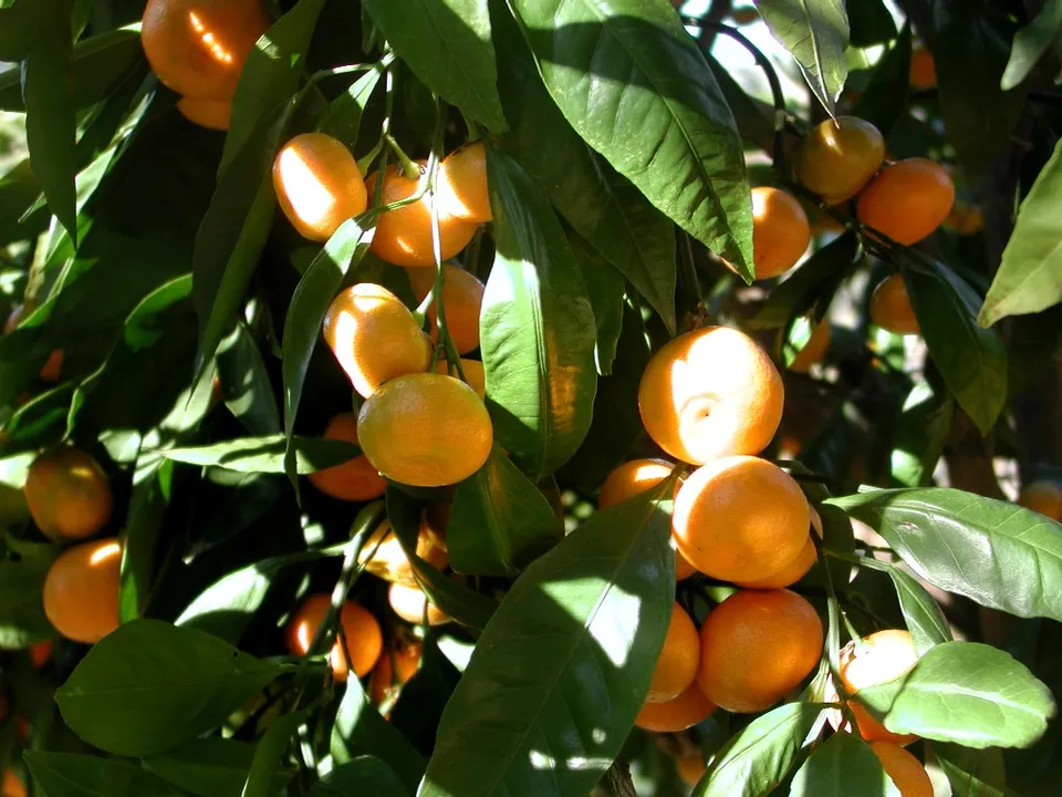 Mandarine