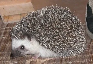 Igel
