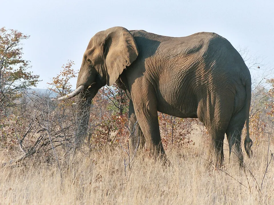 Elefant