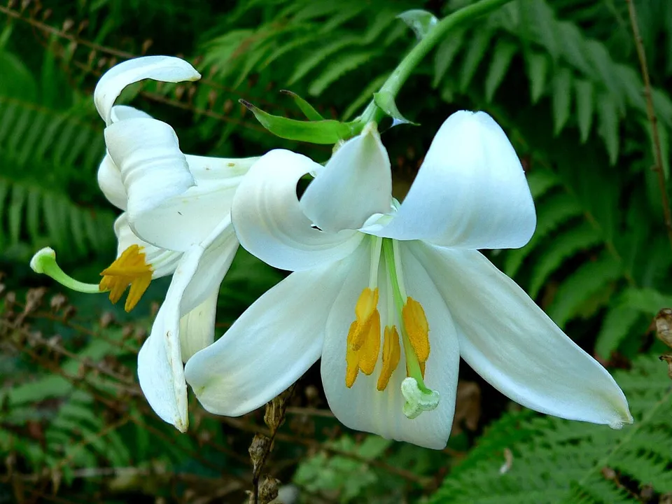 زنبق