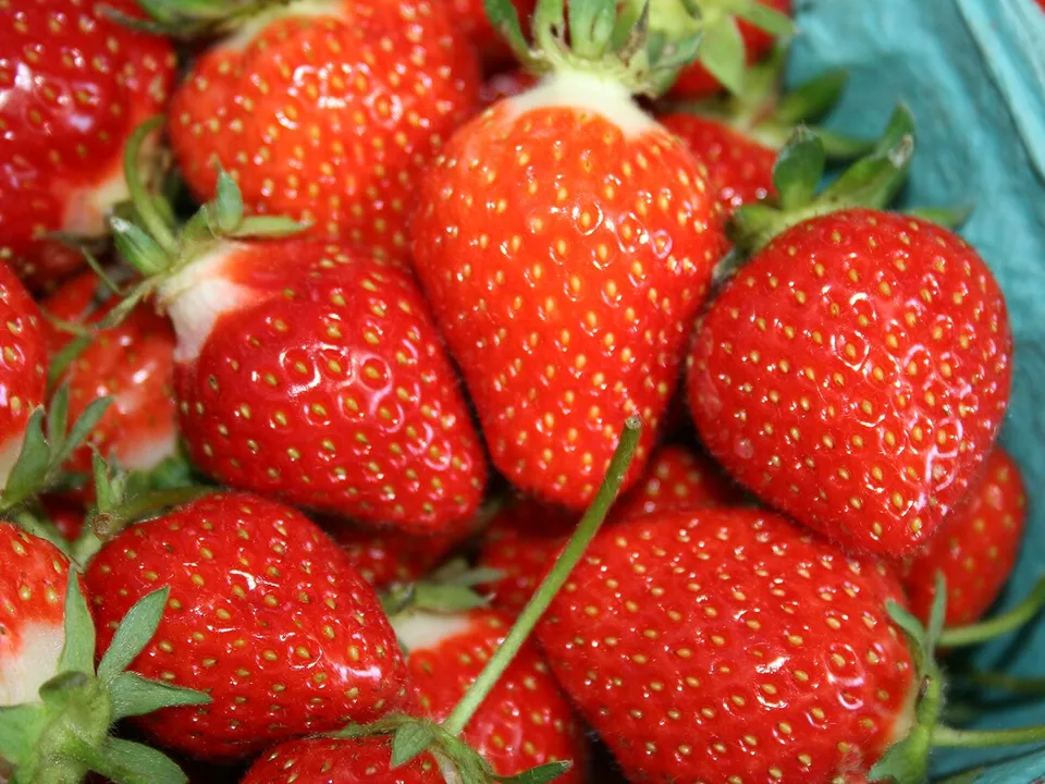 Erdbeere