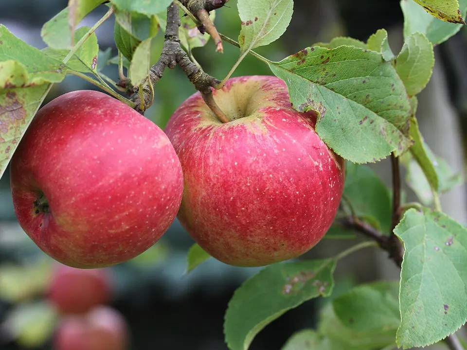 Apfel