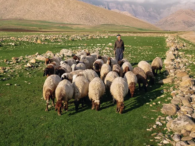Ein Hirte mit seiner Schafherde auf einer grünen Weide vor den Bergen