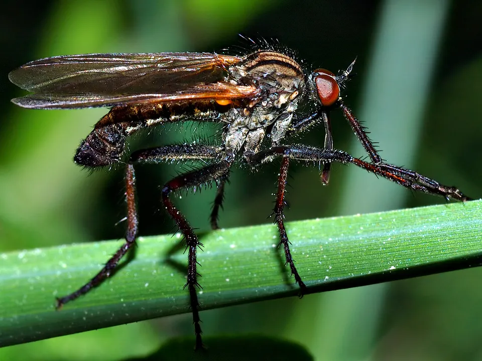 Fliege
