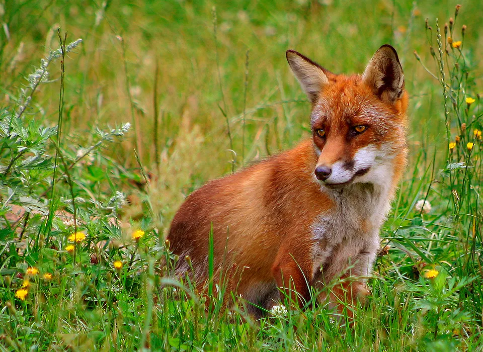 Fuchs
