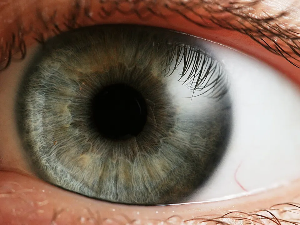 Auge