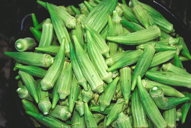 بامية