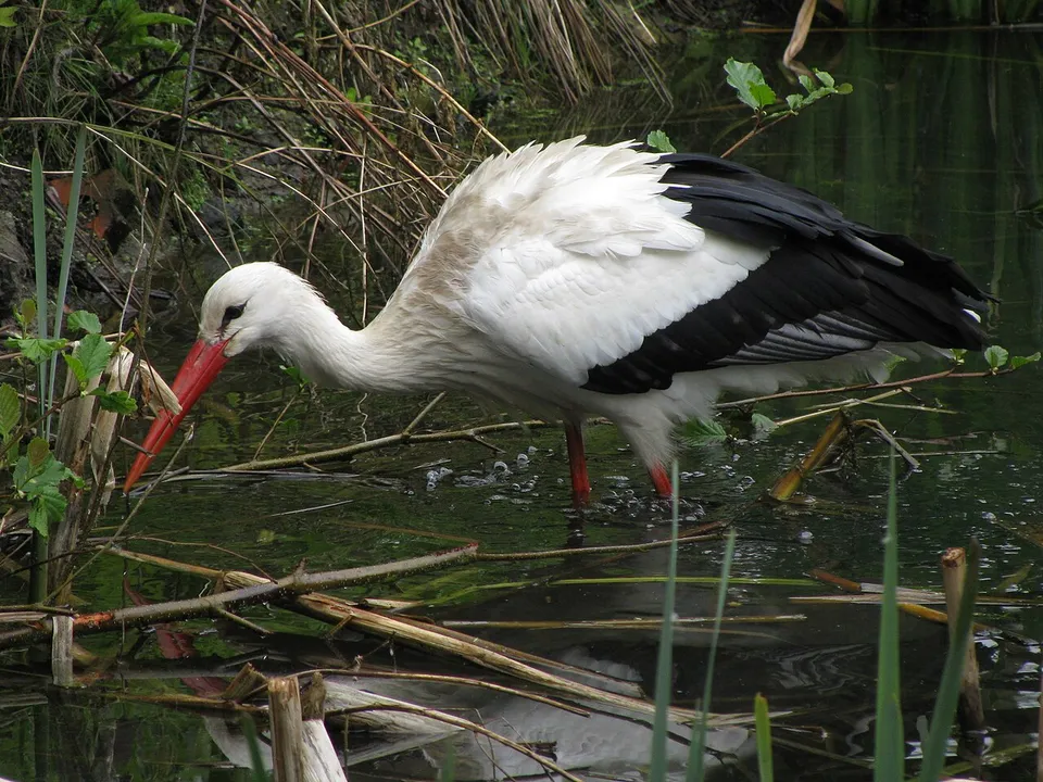 Storch