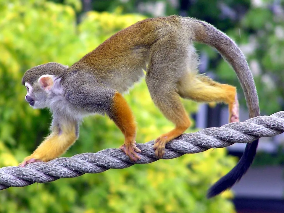 Affe