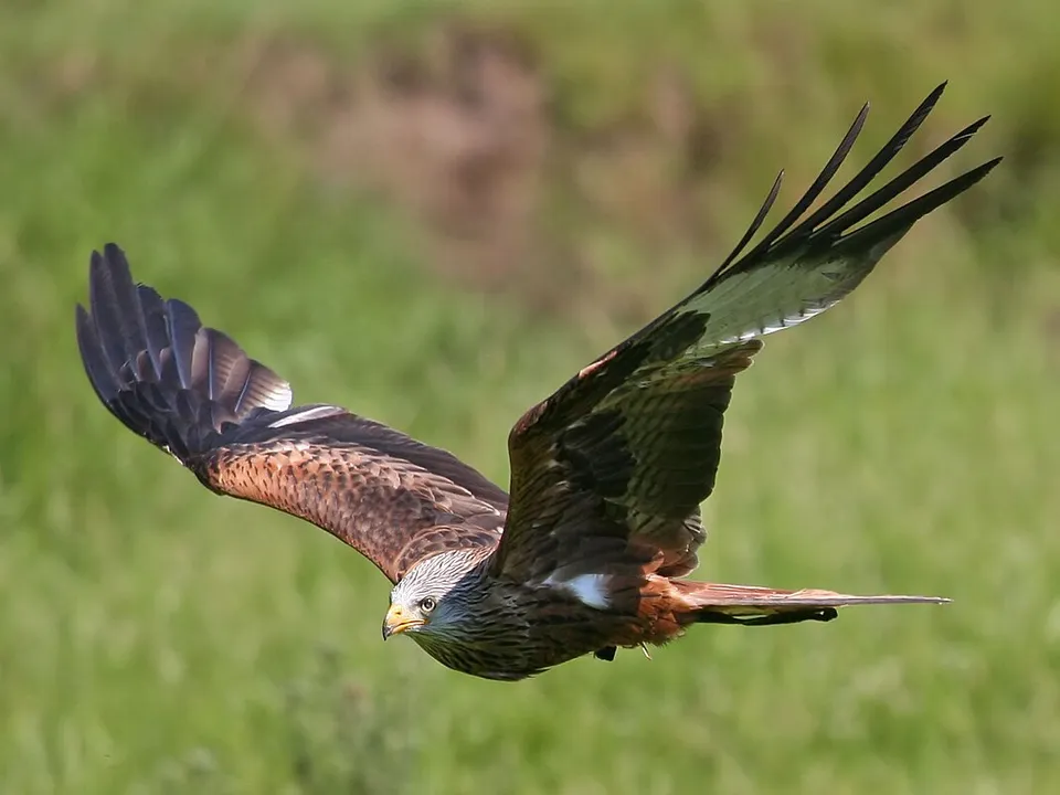 fliegen